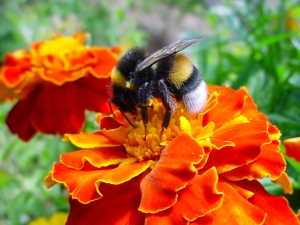 A_bumble-bee_on_a_flower